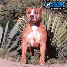 BGK's Rebel is a female legend. The 120 pound fawn XXL Pitbull daughter of BGK's The Rock.