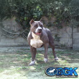 This female Legend is BGK's Deja, a big blue XXL Pitbull that is heavy Iron Cross Kennels ICK bloodlines