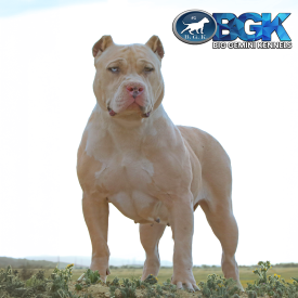 BGK's Royalty is a gigantic lilac merle XXL American Bully Pit Bull who is the daughter of Flamini's Winston