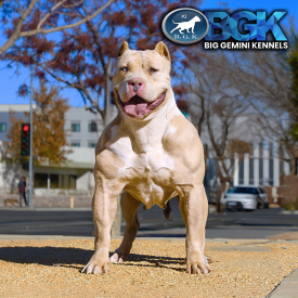BGK's Royalty is a muscular lilac merle XXL Bully female at Big Gemini Kennels. Daughter of the merle stud Flamini's Winston.