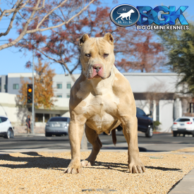 BGK's Royalty is a muscular lilac merle XXL Bully female at Big Gemini Kennels. he's got merle Pitbull puppies for sale