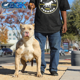 BGK's Royalty is a musculed up merle lilac XXL Bully Pit female at Big Gemini Kennels. he's got merle Pitbull puppies for sale