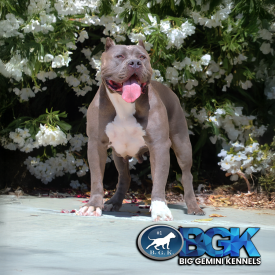 RIP's Danger of BGK is a big bluenose Pitbull XL Bully XL female at Big Gemini Kennels California XXL blue Pitbull breeders near me