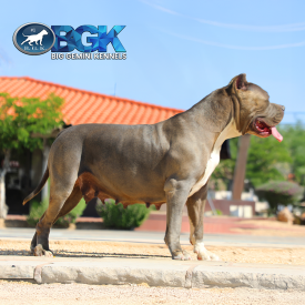 RIP's Danger of BGK is a gigantic and big bluenose blue XXL Bully Pitbull female at Big Gemini Kennels California XXL blue Pitbull breeders