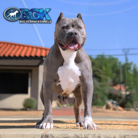 RIP's Danger of BGK is a gigantic big blue XXL Bully Pitbull female at Big Gemini Kennels