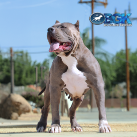RIP's Danger of BGK is a gigantic blue Pitbull XL Bully XL female dog dam at Big Gemini Kennels