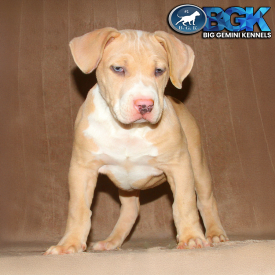 This is BGK's Royalty as puppy. She is a lilac merle Big Gemini Kennels XL American Bully.