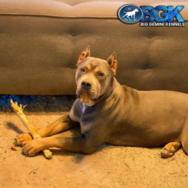 SP's Athena of BGK is a blue tri XL American Bully XL Pitbull dog owned by Big Gemini Kennels