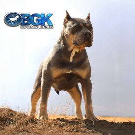 SP's Athena of BGK is a blue tri XXL Bully female off of BGK's Apollo with XXL blue tri puppies for sale near me