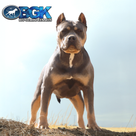 SP's Athena of BGK is a first pick blue tri XXL Pitbull female off of BGKs Apollo. Owned and loved by Big Gemini Kennels.