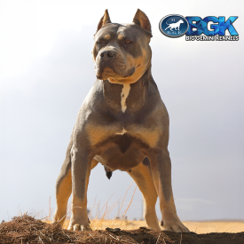 SP's Athena of BGK is a first pick blue tricolor XL American Bully female off of BGK's Apollo and BGK's Nova. Owned by Big Gemini Kennels.
