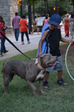 American XL Bully puppy with a glossy blue-gray coat and white chest, sitting on green grass in a sunny backyard, looking playful and friendly.