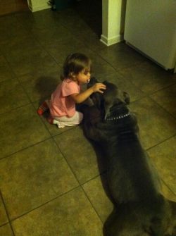 Blue XL Bully Pitbull lying calmly on a tiled kitchen floor while a young child in pink gently pets its head.