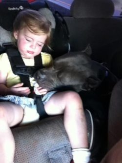 Blue XL Bully Pitbull resting its head gently on a child's lap in a car seat, showing a calm and affectionate bond during a car ride.