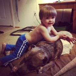 Brindle XL Bully Pitbull resting peacefully on a dog bed indoors while a young child in blue pants gently leans on its back.