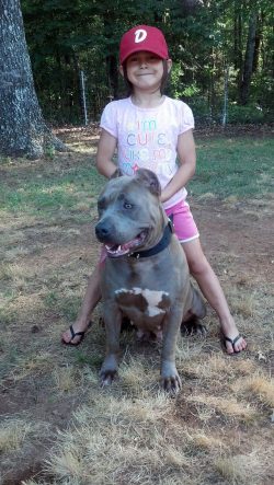 large american xl bully standing