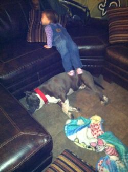 Blue and white American XL Bully with a red collar relaxing on a living room floor, surrounded by cozy blankets and dark leather couches, showcasing a calm temperament and family-friendly environment