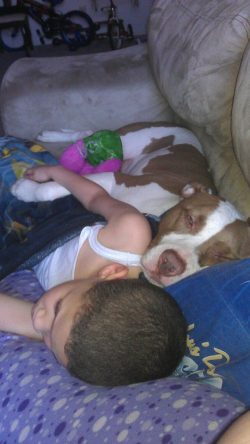 Large American XL Bully dog with a muscular build and a striking patched coat of chocolate and white, peacefully cuddling with a child on a cozy couch, surrounded by colorful blankets and toys.