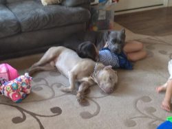 Two large American XL Bully puppies, one with a striking champagne coat and the other with a sleek blue coat, relaxing on a patterned living room carpet beside a child, surrounded by colorful toys and a cozy sofa.