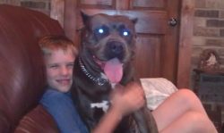 Large American XL Bully dog with a muscular blue and white coat, sitting happily on a leather couch beside a child in a cozy living room with brick walls and wood accents.