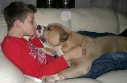 Large American XL Bully dog with a muscular fawn and white coat cuddling affectionately on a cream-colored sofa with a person in a red shirt.