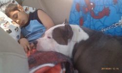 Large blue and white American XL Bully dog resting peacefully beside a child in a car, with colorful blankets and a relaxed, gentle demeanor.