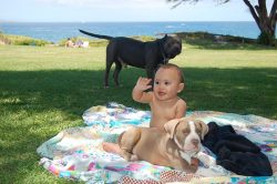 XL Bully Pitbull puppy with a tan and white coat relaxing on a colorful blanket beside a child, with a large black XL Bully Pitbull standing on green grass near the ocean in the background.