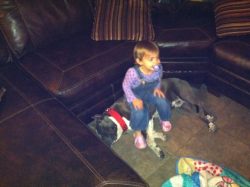 XL American Bully in blue with white patched chest and paws, wearing a red collar, resting calmly on a tile floor beside a brown leather sectional while a toddler in purple overalls sits gently on its side; broad head, heavy bone, relaxed and people‑loving temperament ideal for families.