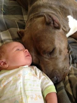 Large fawn American XL Bully with a white chest peacefully resting on a plaid bedspread, showcasing a gentle and protective temperament as a family companion.