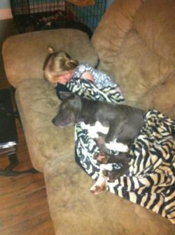 Blue American XL Bully puppy with white markings cuddled up on a tan couch with a child, both wrapped in a zebra-striped blanket, highlighting the breed’s affectionate and gentle temperament.