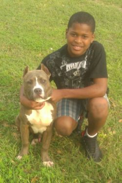 Muscular blue and white American XL Bully with a solid pattern sitting calmly on green grass beside a child, displaying a friendly and loyal temperament.