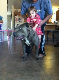 Large blue American XL Bully with a white chest standing on a tiled floor in a spacious home, displaying a calm and gentle temperament while interacting with a child.