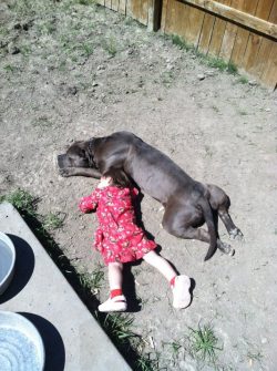 little child laying next to an american xl bully