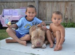 Large champagne American XL Bully with a muscular build and white markings lying calmly on a concrete patio beside two children, highlighting the breed’s gentle and loyal temperament in a family-friendly backyard setting.