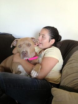 Champagne American XL Bully with a white chest and a pink collar cuddling on a brown couch, showing a calm and affectionate temperament as a family companion.