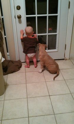 Fawn American XL Bully puppy with white paws sitting on a tiled kitchen floor beside a toddler, both looking out a glass door, highlighting the breed’s gentle and curious temperament.
