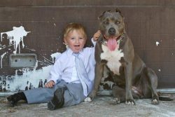 Large blue American XL Bully with a white chest and muscular build sitting beside a child in formal attire against a painted garage door, showing a friendly and protective temperament.