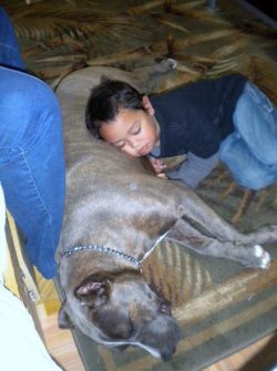 Joyful Champagne American XL Bully Spreading Love and Happiness