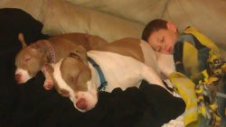 XL American Bully puppies with fawn and white coats, muscular build, and gentle expressions, cuddled together on a cozy couch with soft blankets.
