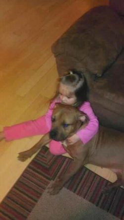 Large fawn American XL Bully with a muscular build sitting calmly on a hardwood floor, embraced by a child in pink pajamas near a brown couch.