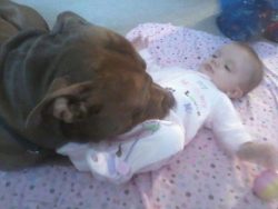 Large chocolate American XL Bully with a muscular build gently nuzzling a baby lying on a pink patterned blanket, showcasing a calm and affectionate temperament in a cozy home setting.