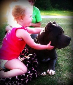 Blue XL American Bully with a solid coat and white paws sitting calmly on grass, gently held by a young child in a pink outfit, with a blanket nearby in a sunny outdoor setting.