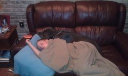 Large black XL American Bully resting on a brown leather couch, snuggled up close to a person wrapped in a tan blanket in a cozy living room with brick walls.
