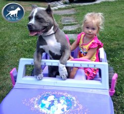 Blue and white XL American Bully with a muscular build sitting in a toy princess car, joyfully riding with a young child in a colorful dress on a grassy lawn.