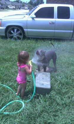 Blue XL American Bully with a muscular build playfully enjoying water from a garden hose, held by a young child in a pink outfit on a grassy lawn beside a silver SUV.