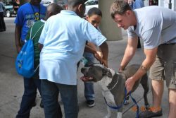 Large blue and white XL American Bully with a muscular build calmly interacting with a group of children and an adult on a city sidewalk, showing a friendly and approachable temperament.