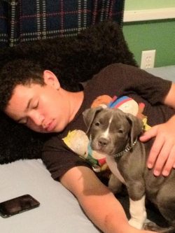 Blue and white XL American Bully puppy with a white blaze on its face and white paws, sitting on a bed next to a person. The puppy has a muscular build, short coat, and a gentle, attentive expression, showcasing its affectionate temperament and suitability as a family companion in a cozy indoor setting.