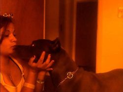 American Bully XL with a solid blue coat and muscular build gently nuzzling a person in a warm indoor hallway; broad head, short ears, and chain collar convey an affectionate, family‑friendly temperament.