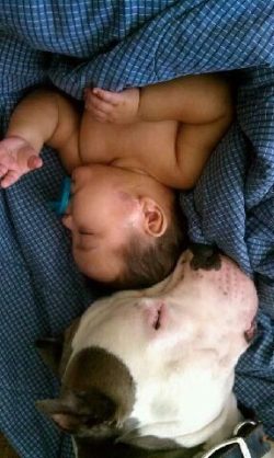 American Bully XL, white with blue‑gray patched face and ear, sleeping calmly beside a newborn under a blue checked blanket; broad head, muscular build, soft expression—showcasing a gentle, family‑friendly temperament in a cozy bedroom.