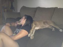 American Bully XL with a solid fawn coat and white paws stretched across a dark sofa, gently nuzzling a person’s shoulder in a cozy living room; broad head, muscular legs, and large paws reflect a calm, affectionate, family‑friendly temperament.